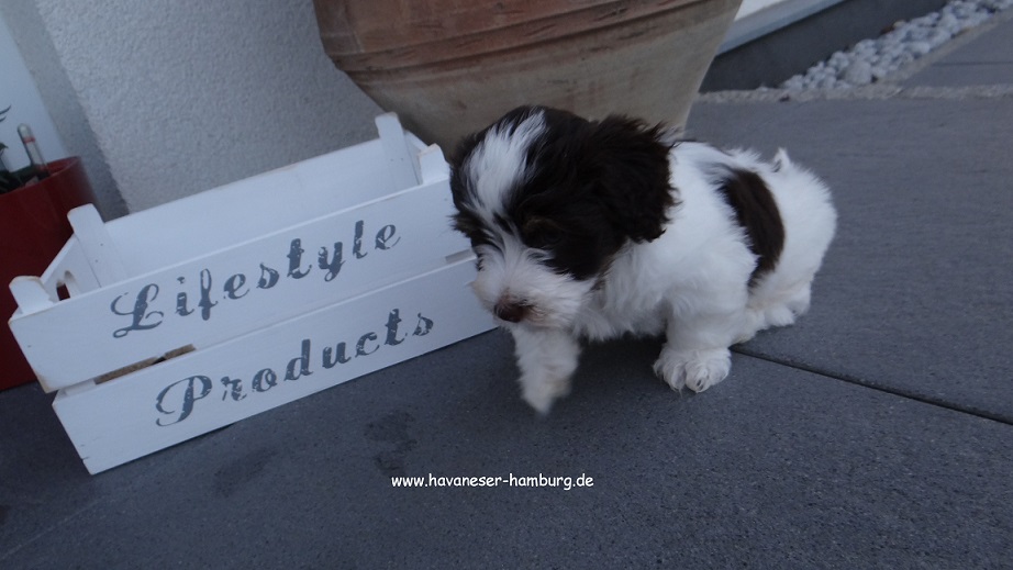 Marabou von der Wauzelburg 6W Havaneser Hamburg