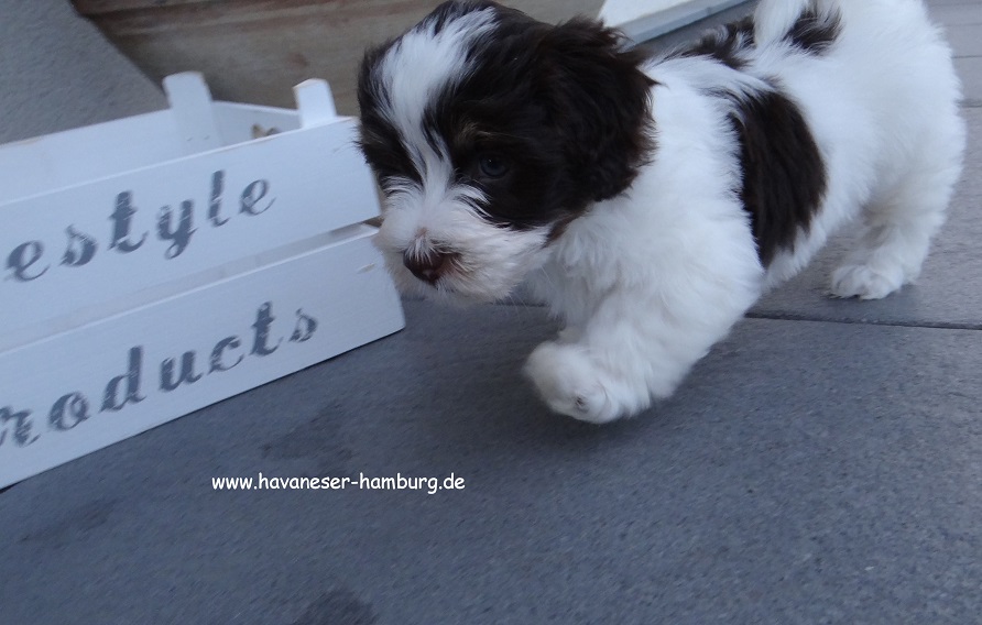 Marabou von der Wauzelburg 6W Havaneser Hamburg 2