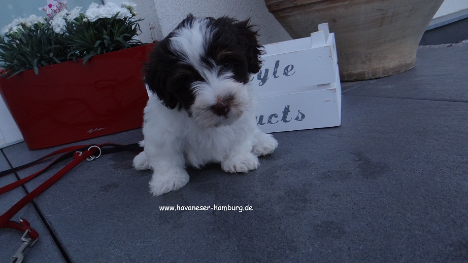 Marabou von der Wauzelburg 6W Havaneser Hamburg 3