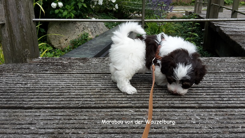 Marabou von der Wauzelburg 6 Wo