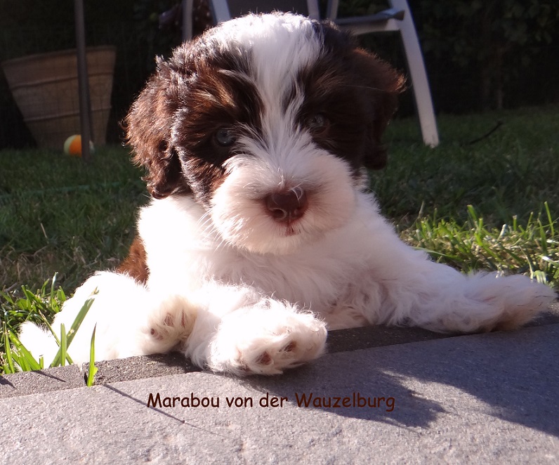 Marabou von der Wauzelburg 7WO Havaneser Hamburg