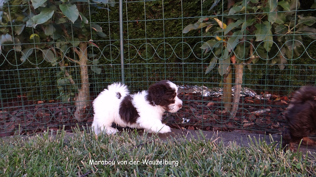 Marabou von der Wauzelburg 7 WO 2 Havaneser Hamburg - Kopie