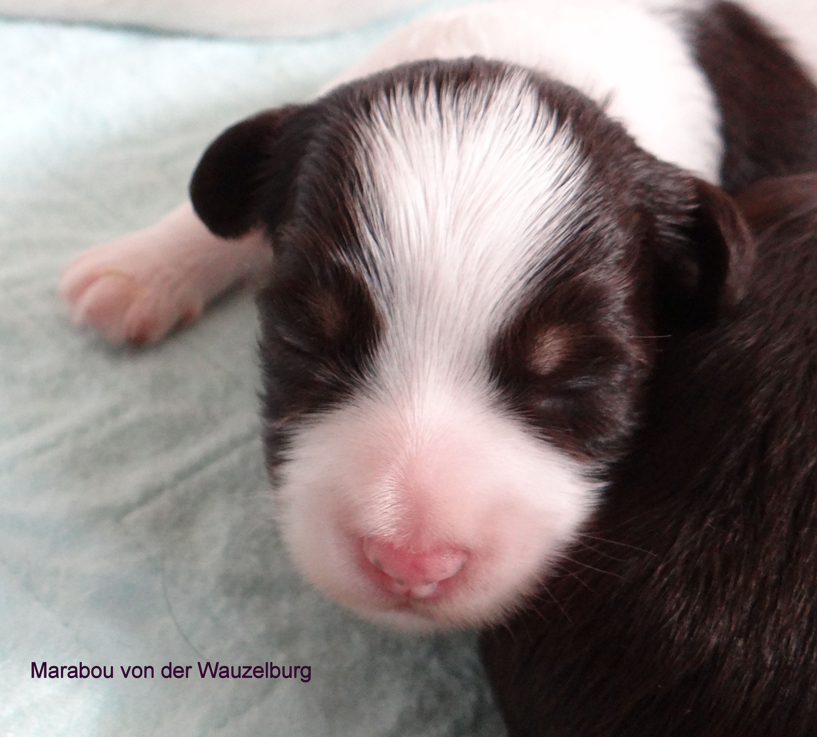 Marabou von der Wauzelburg Hamburg