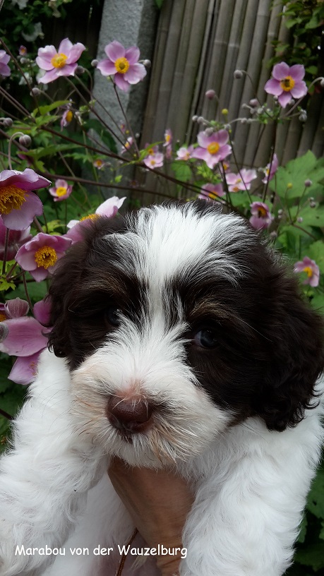 Marabou von der Wauzelburg  Havaneser Hamburg 6 Wo