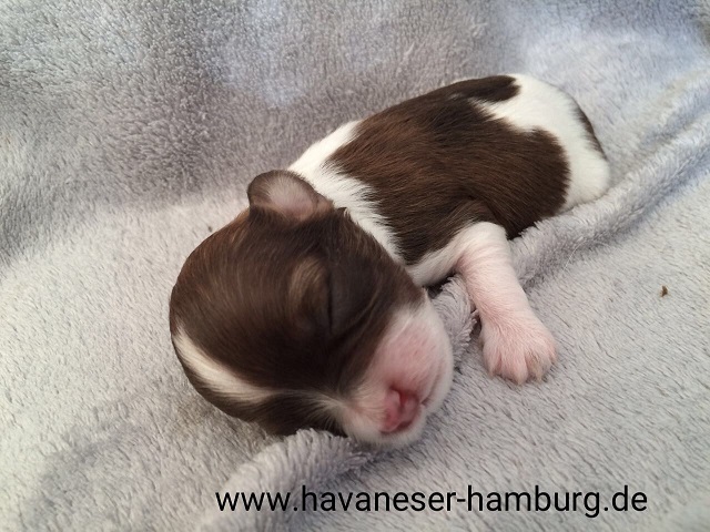 Marmor Havaneser Hamburg