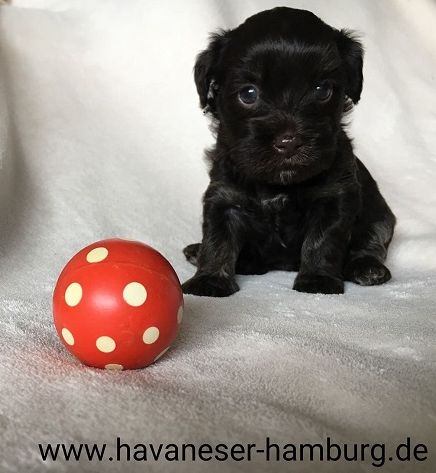 Marmorette 1 Havaneser Hamburg