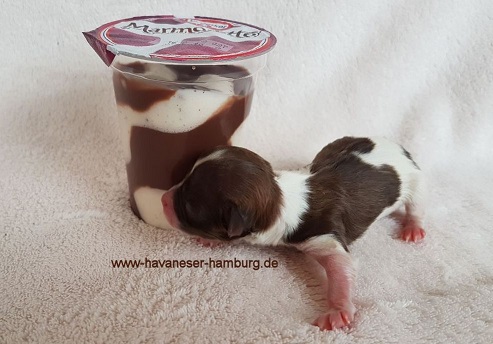 Marmorette Havaneser Hamburg