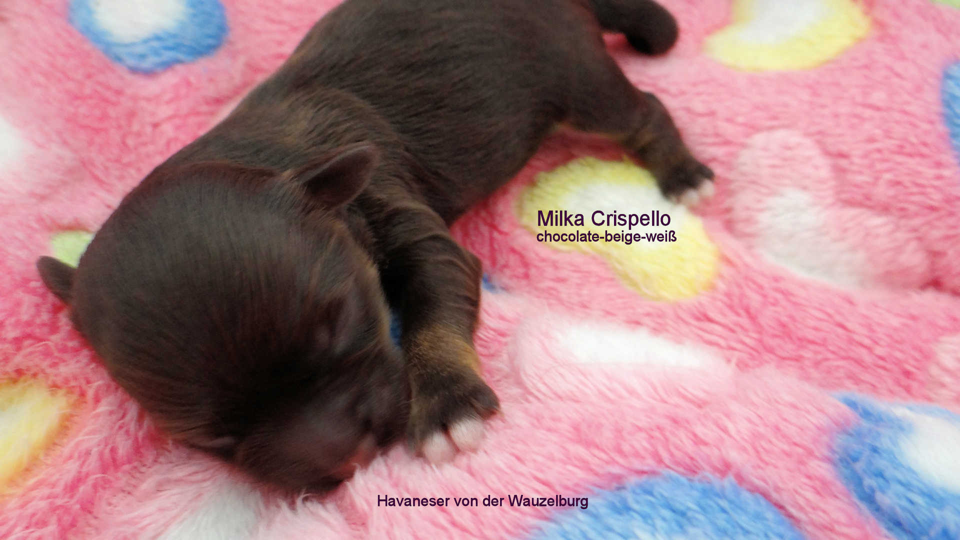 Milka Crispello Havaneser Hamburg