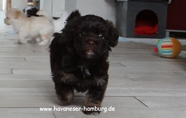Milka Crispello Havaneser Hamburg 31.07.2016
