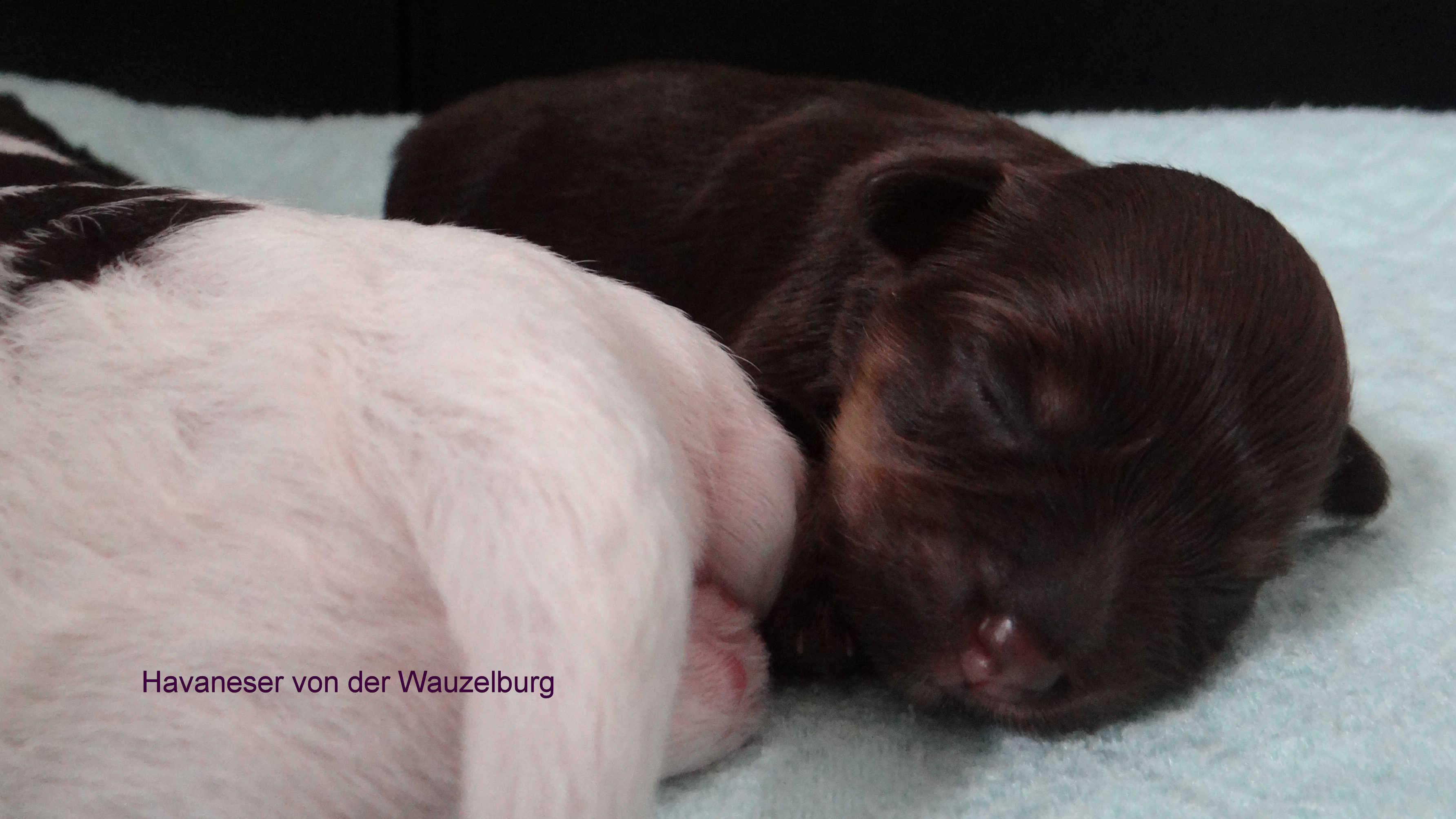 Milka Crispello von der Wauzelburg