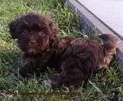 Milka Crispello von der Wauzelburg Havaneser Hamburg 7 Wo. - Kopie