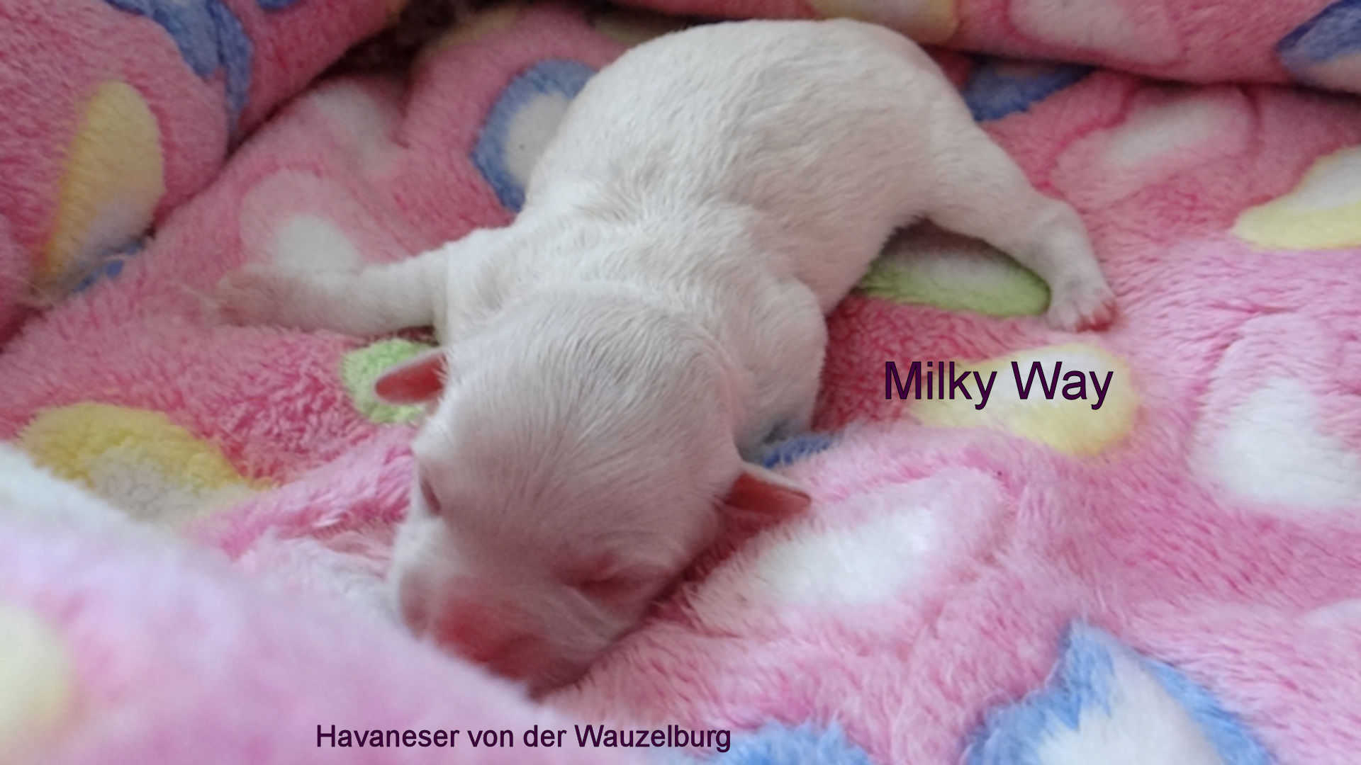 MilkyWay Havaneser Hamburg