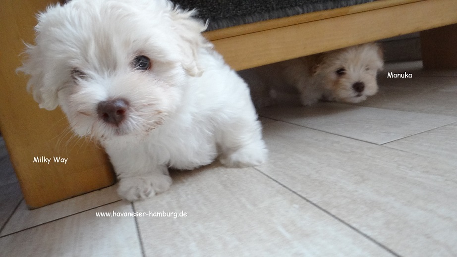 Milky Way und Manuka 6 Wo Havaneser Hamburg