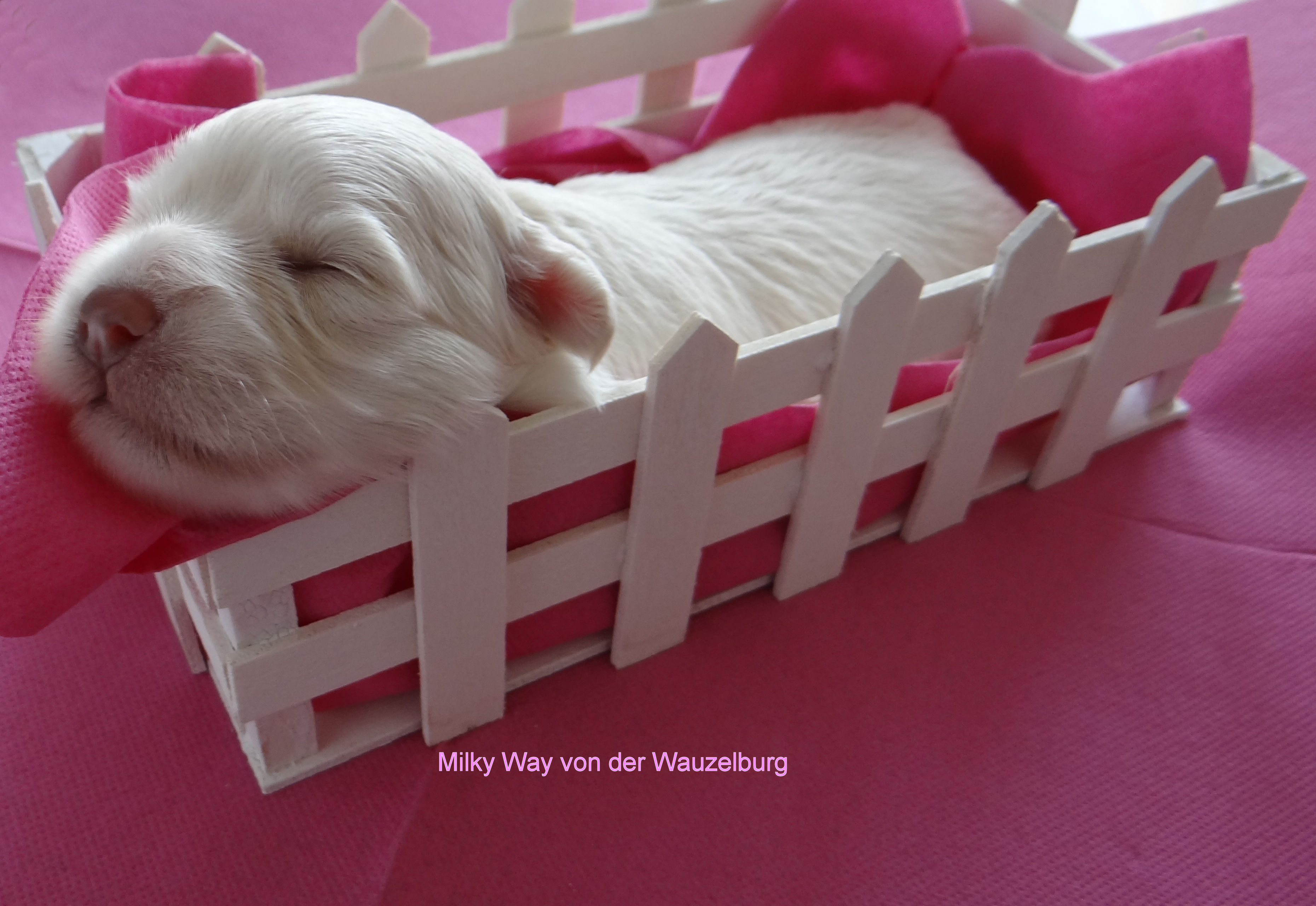 Milky Way von der Wauzelburg