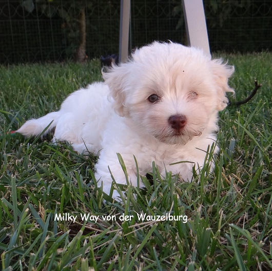 Milky Way von der Wauzelburg 7Wo