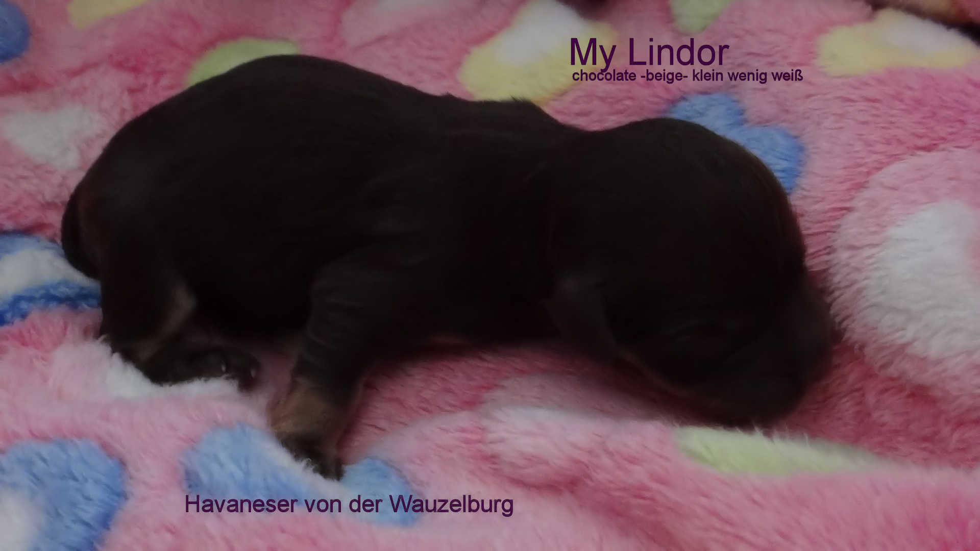 My Lindor Havaneser Hamburg