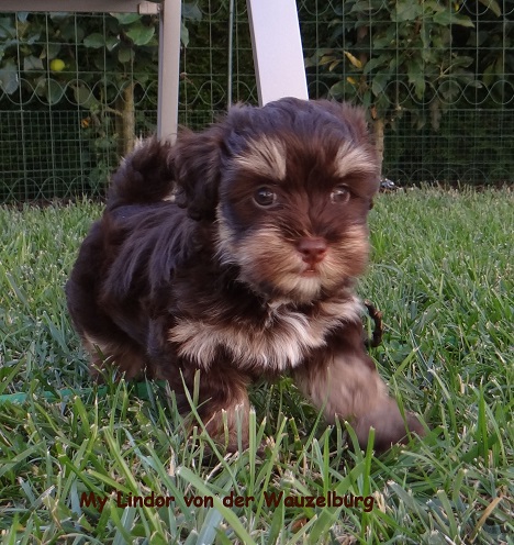 My Lindor Havaneser Hamburg 7Wo