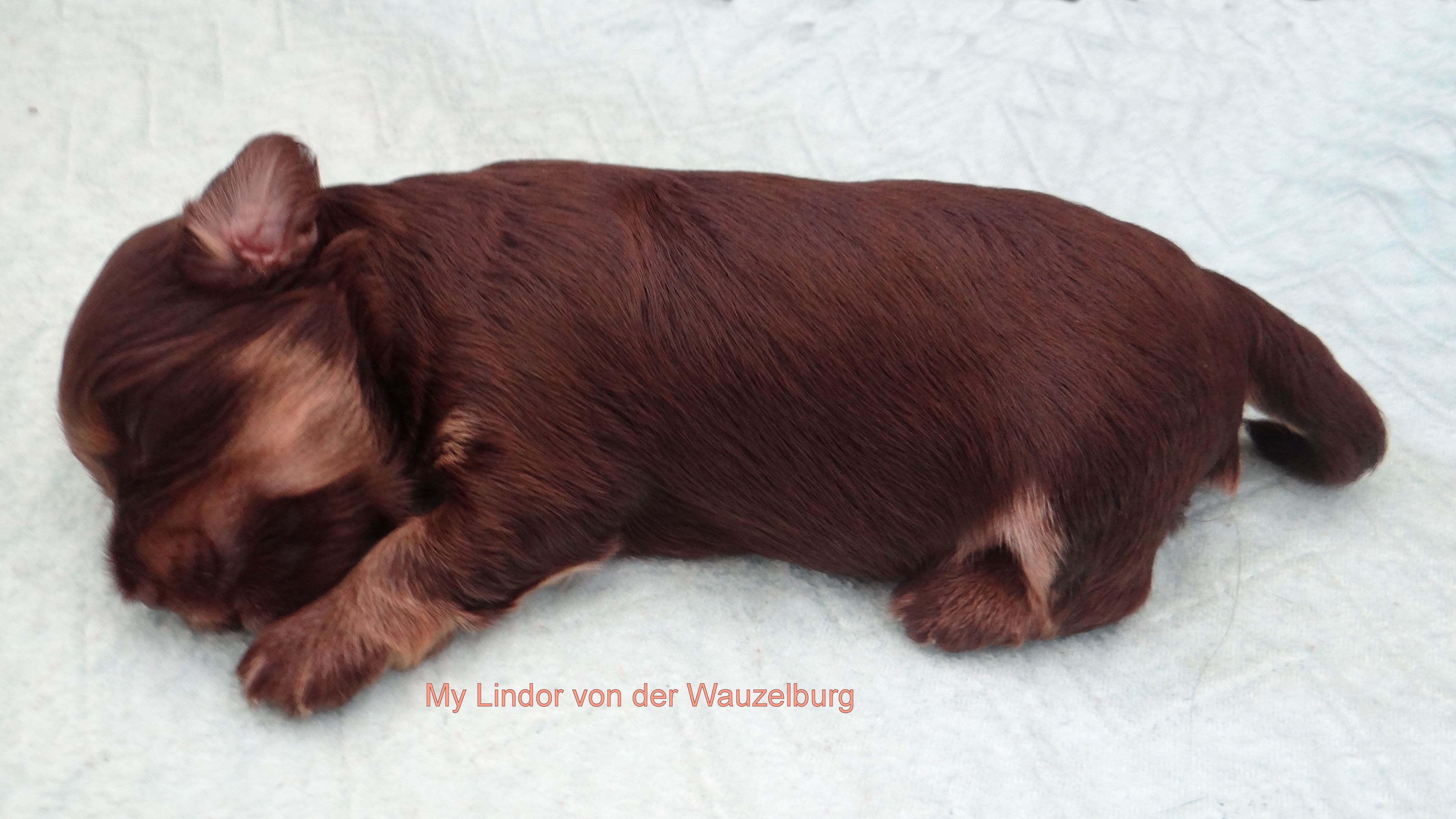 My Lindor von der Wauzelburg