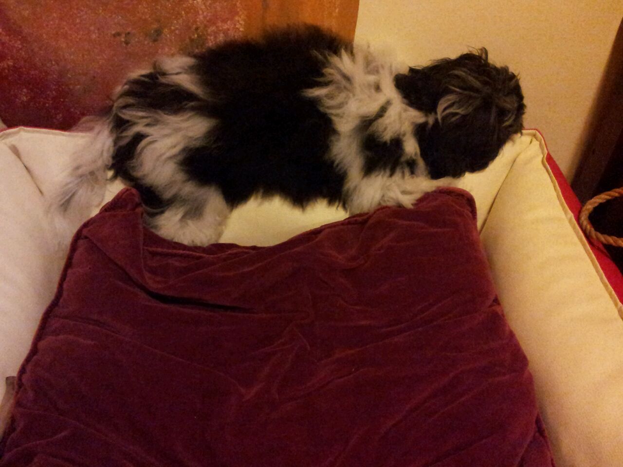 Picasso Oktober 2014