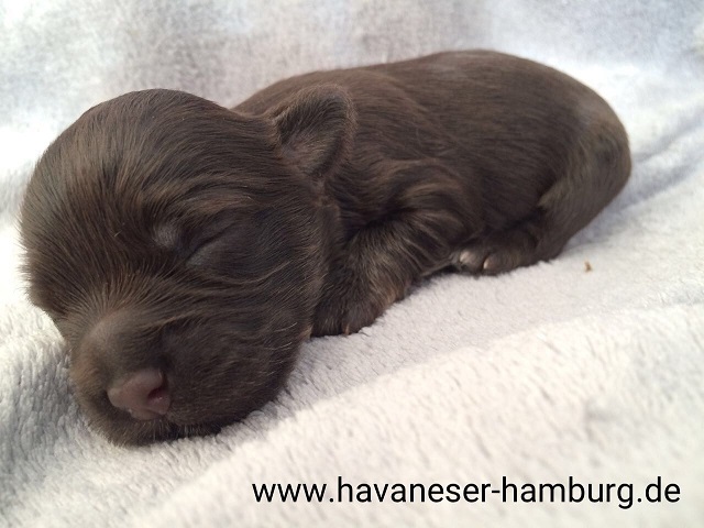 SChoko Havaneser Hamburg