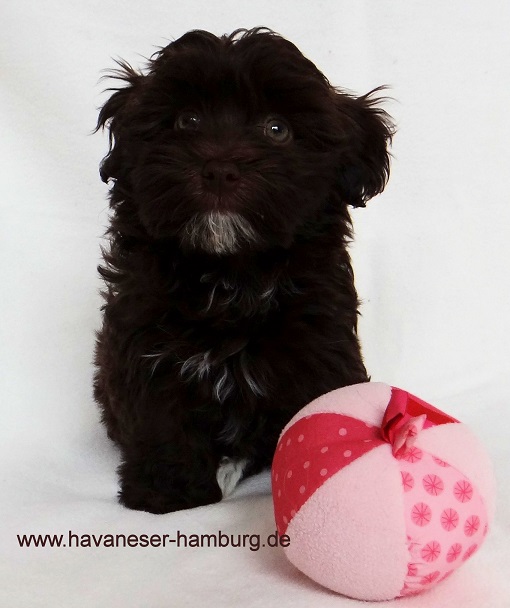 Schoko Havaneser