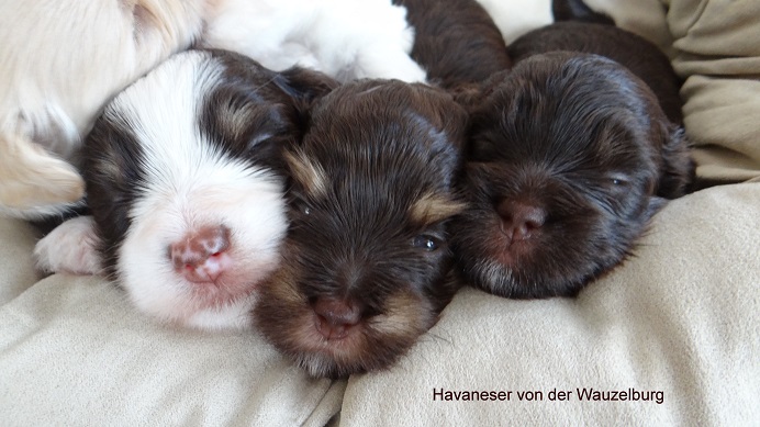 Schoko Havaneser Hamburg kl