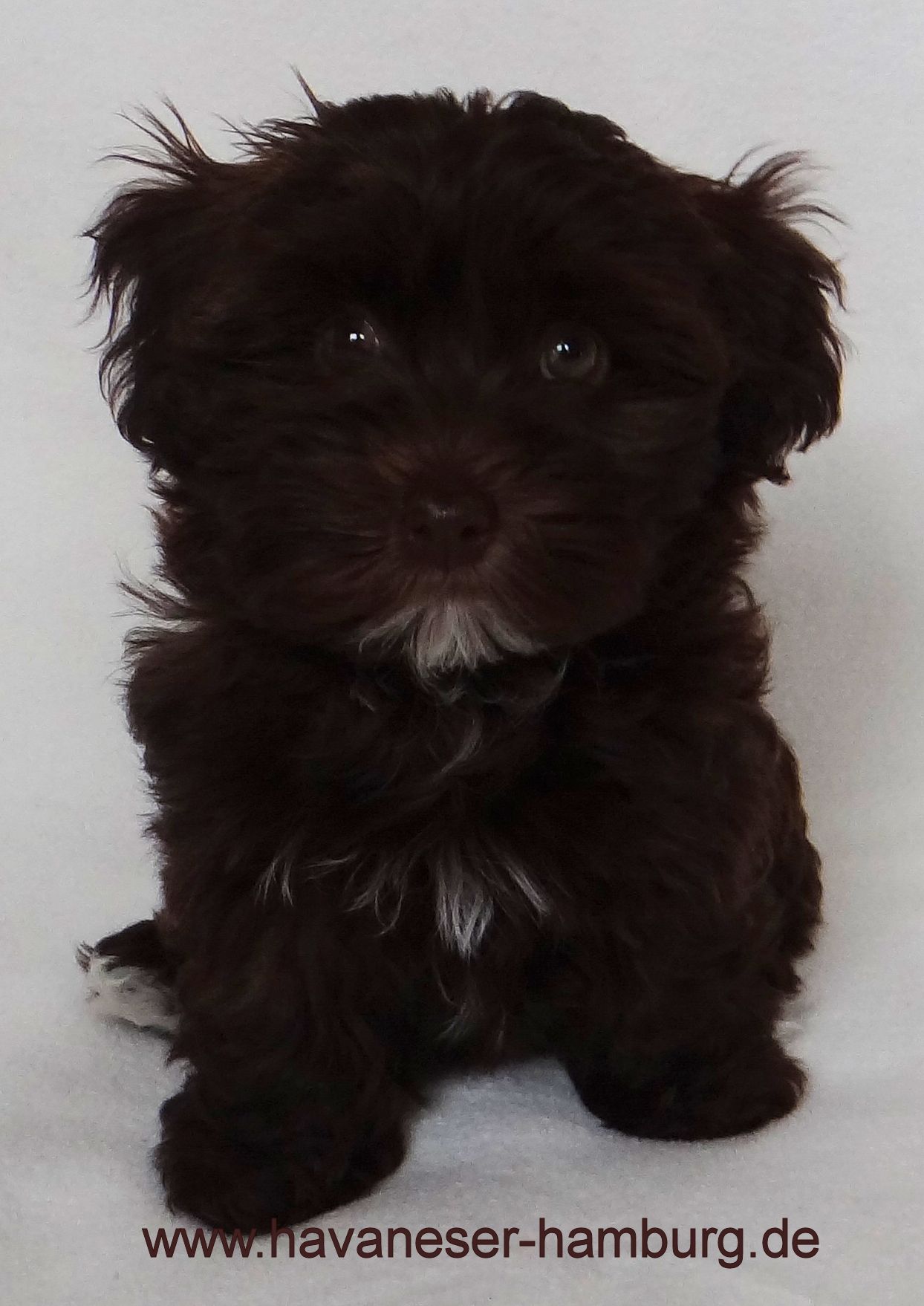 Schokohavaneser Havaneser-hamburg Schokohavaneser Havaneser-hamburg