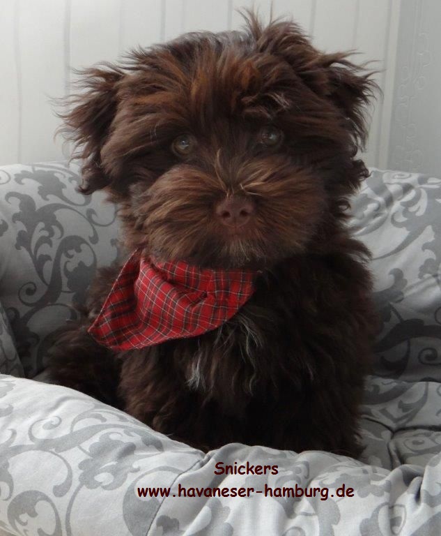 Snickers Welpe 6 Havaneser Hamburg