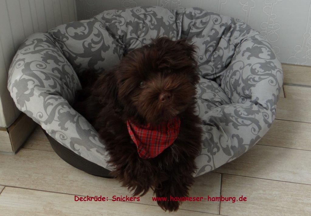 Snickers als Welpe 3 Havaneser Hamburg