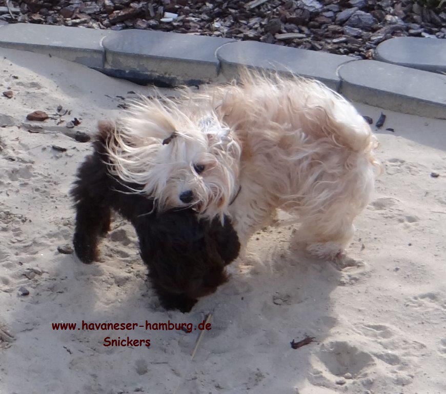 Snickers als Welpe 7 Havaneser Hamburg