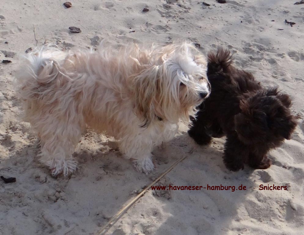 Snickers als Welpe 8 Havaneser Hamburg