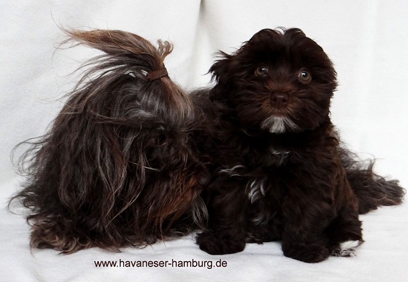 Snickers mit kleiner Milka Schokolade