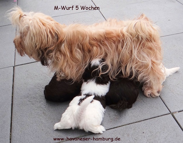 Welpen im Abstillalter havaneser hamburg 5 Wo