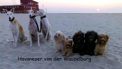 Windhunde Havaneser von der Wauzelburg