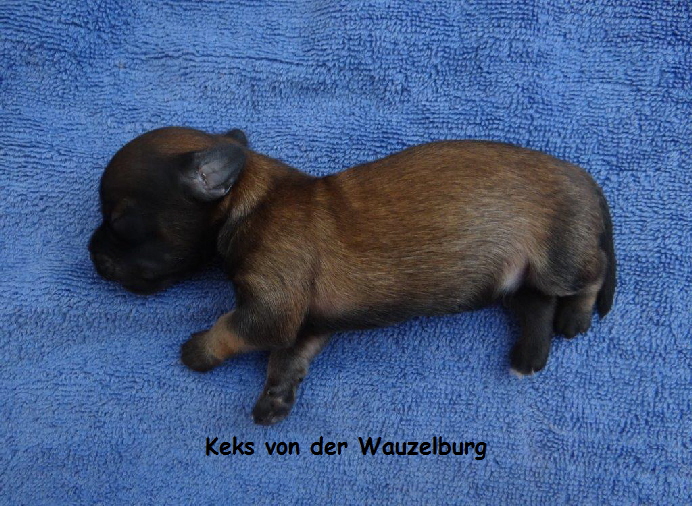 a_Keks_von_der_Wauzelburg_Havaneser_Hamburg_Welpen Havaneser von der Wauzelburg_2_Tage_alt