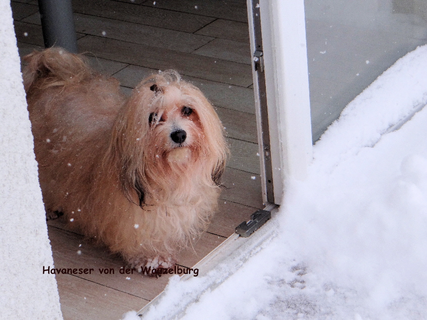 Havaneser von der Wauzelburg Havaneser Hamburg red chocolate Barena von der Wauzelburg im Schnee Tr