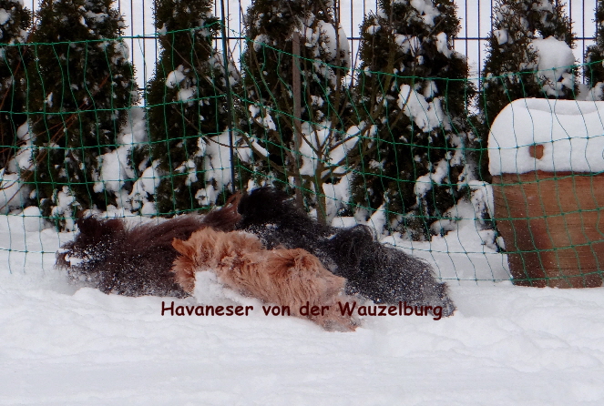 Havaneser von der Wauzelburg Havaneser Hamburg