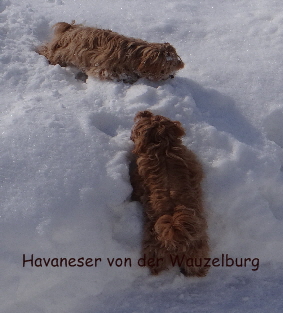 Havaneser von der Wauzelburg Havaneser Hamburg