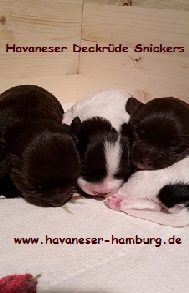 Havaneser Deckrde chocolate Havaneser Hamburg Snickers Welpen 3 Schoko Norden