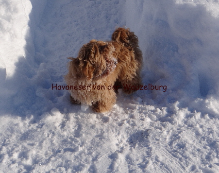 Havaneser von der Wauzelburg Havaneser Hamburg Havaneser Hambur wo da hinten