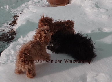 Havaneser von der Wauzelburg Havaneser Hamburg Havaneser Hamburg Jipsie Joy Olina im Schnee Havaneser red and chocolate