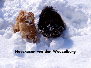 Havaneser Hamburg Jipsie Kopf im Schnee 3 kl
