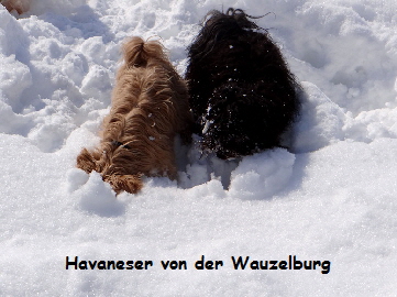 Havaneser Hamburg Jipsie Kopf im Schnee kl