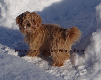 Havaneser von der Wauzelburg Havaneser Hamburg red chocolate Havaneser Hamburg Jipsie guckt