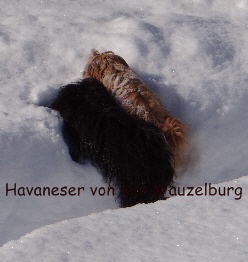 Havaneser von der Wauzelburg Havaneser Hamburg red chocolate Havaneser Hamburg Jipsie wie geht das 2
