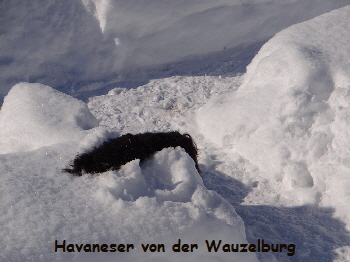 Havaneser Hamburg Olina Kopf im Schnee 2 kl