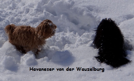 Havaneser Hamburg Olina Kopf im Schnee Jipsie daneben kl