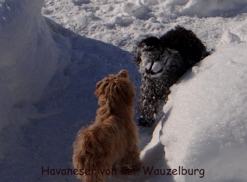 Havaneser von der Wauzelburg Havaneser Hamburg red chocolate Havaneser Hamburg Olina Schneegesicht hilfe ein Monster