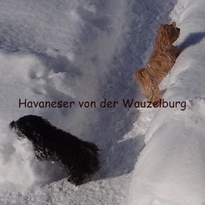 Havaneser von der Wauzelburg Havaneser Hamburg red chocolate Havaneser Hamburg Olina versinkt im Schnee Jipsie steht