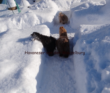 Havaneser von der Wauzelburg Havaneser Hamburg Havaneser Hamburg im Schneelabyrinthgang
